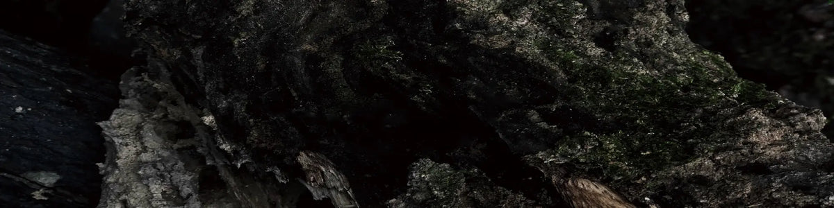 Moss-covered tree bark banner for the AOKINSIDE Season One nature-inspired jewelry collection